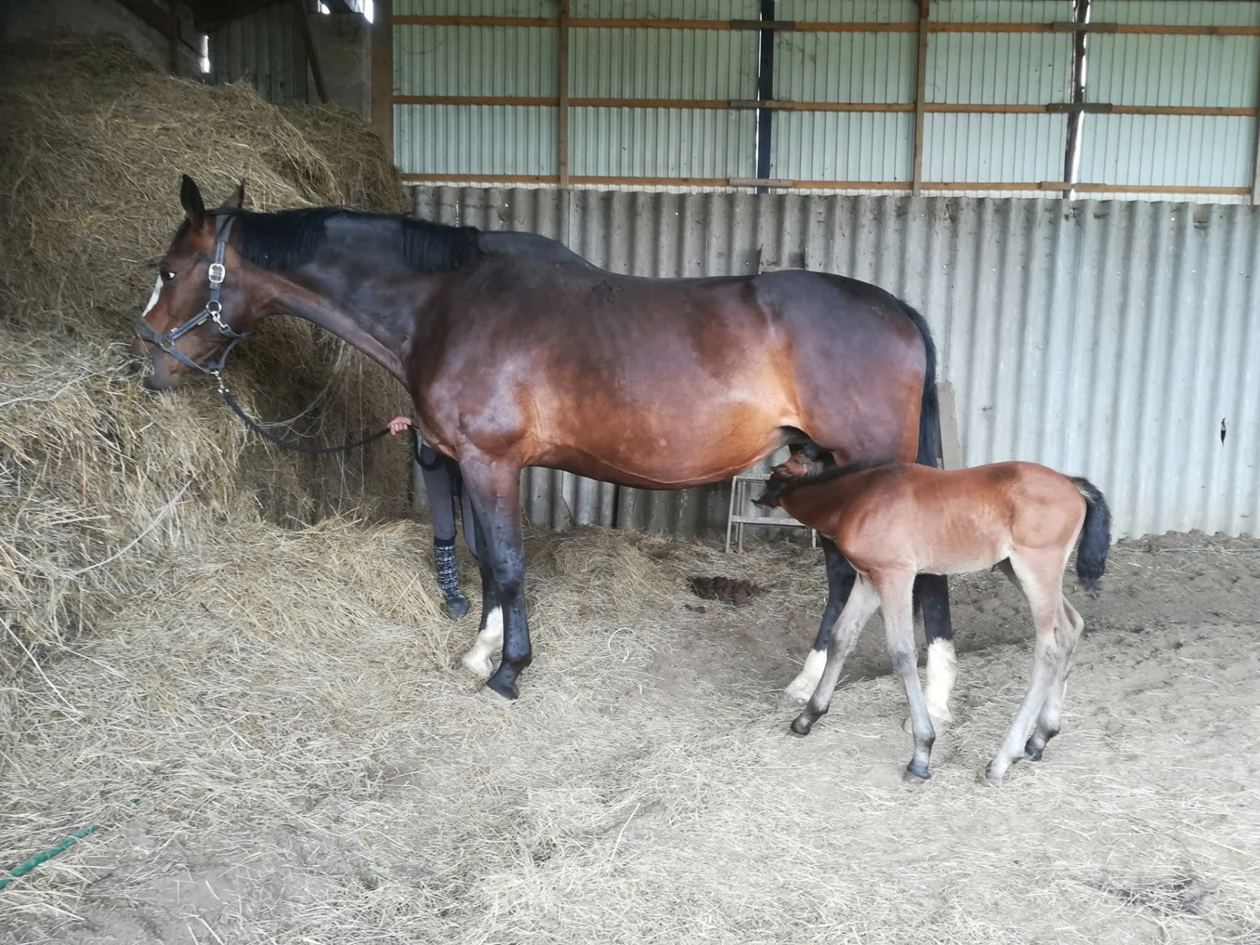 Kh. Bóbita, an adopted bay sport mare — 3