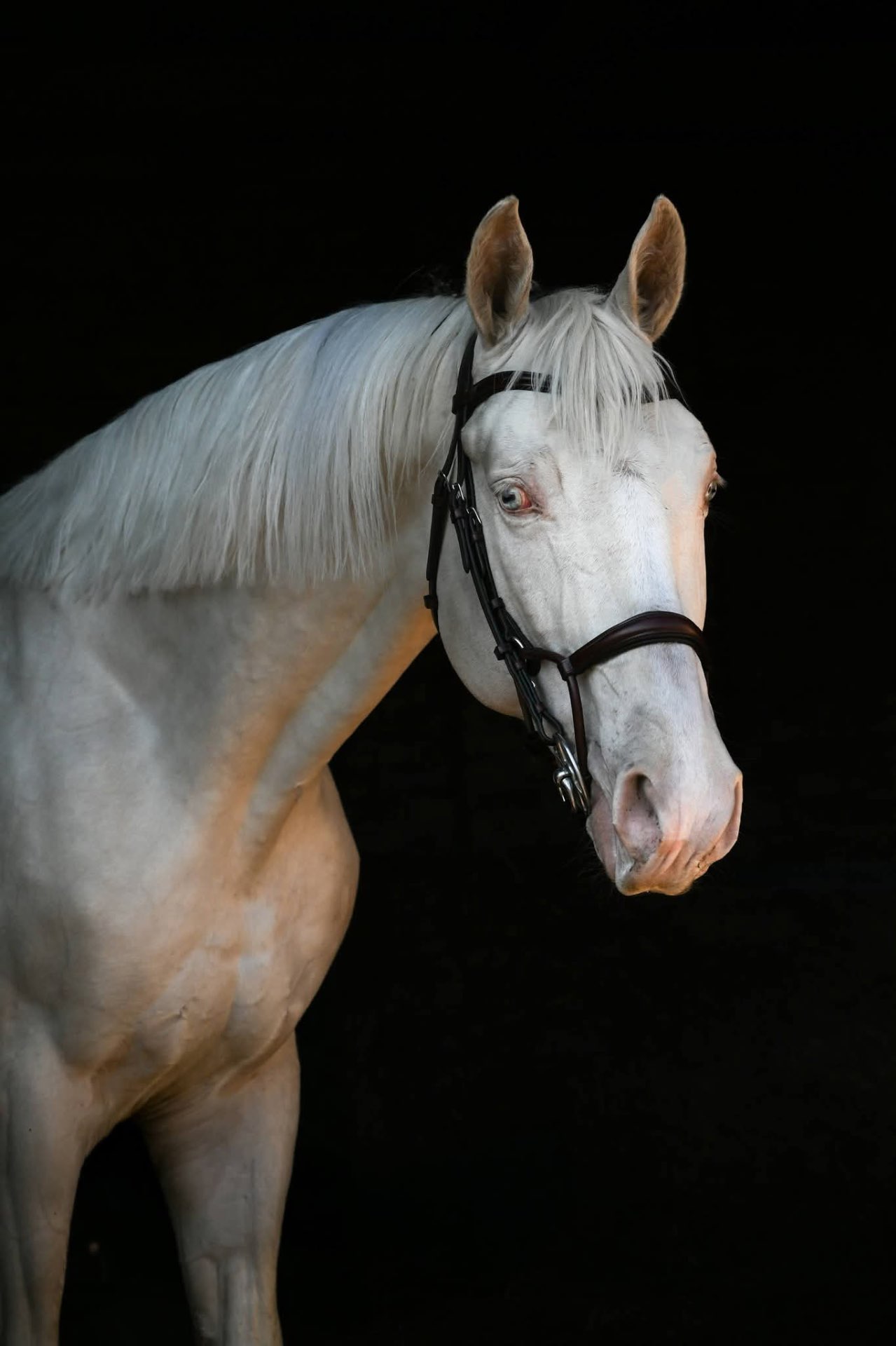 White cremello stallion portrait against a black background