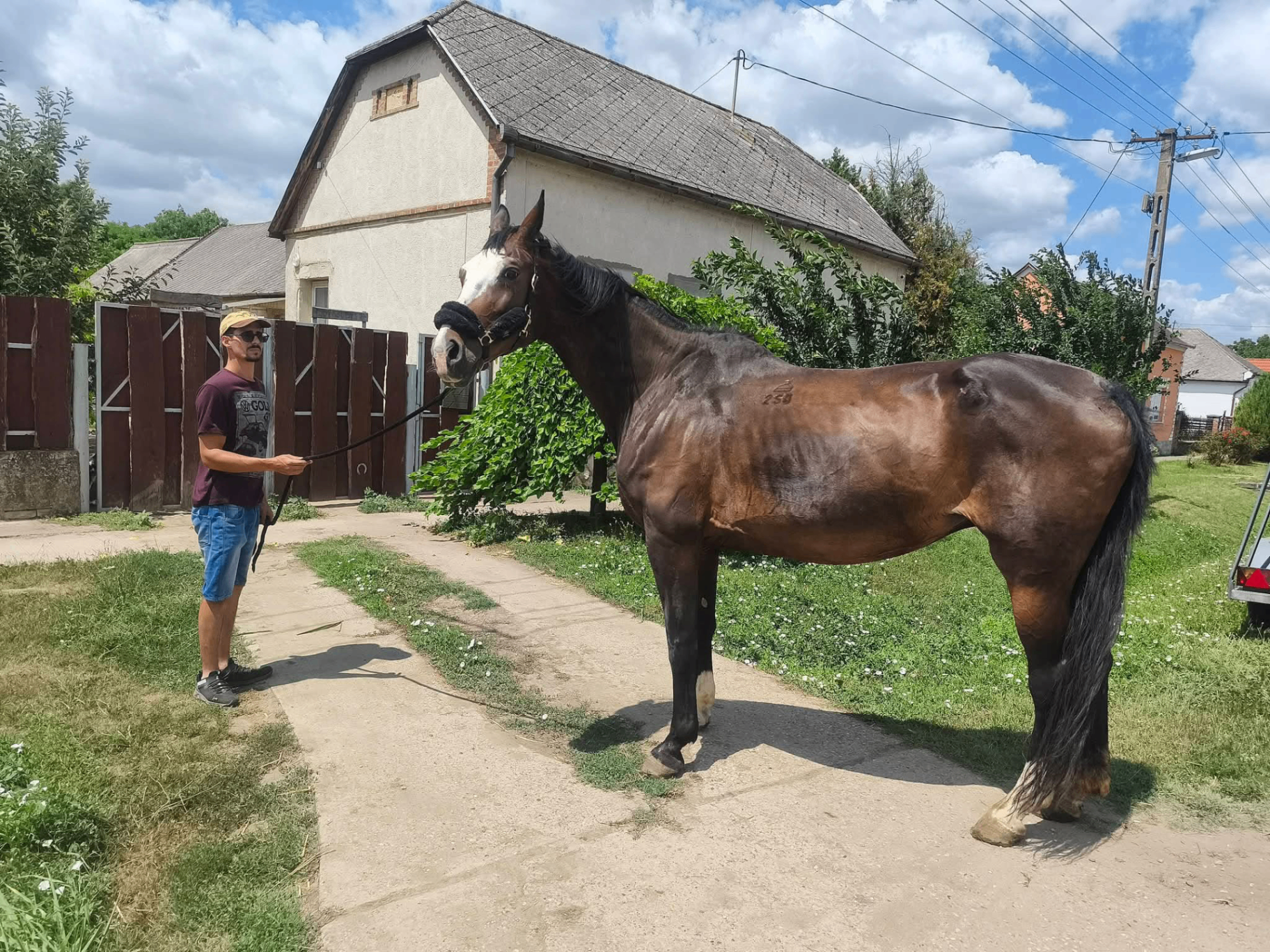 Kh. Bóbita, an adopted bay sport mare — 2