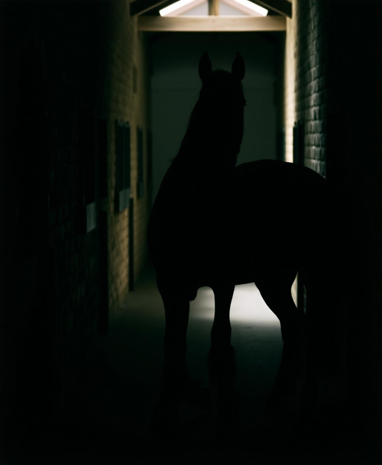 A stallion standing in a dim stone-walled stud barn aisle